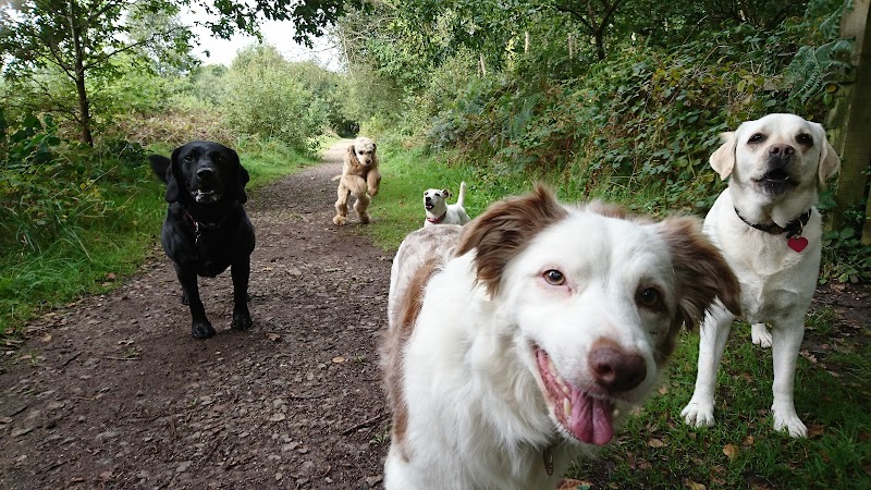 All Weather Walkies - Licensed Dog Daycare and Boarding in Waterlooville