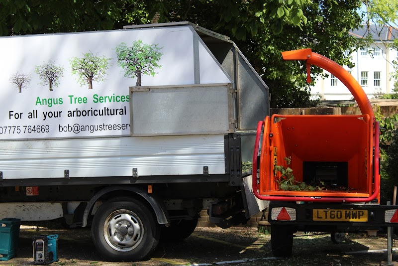 Angus Tree Services: Portsmouth's Premier Tree Surgeons