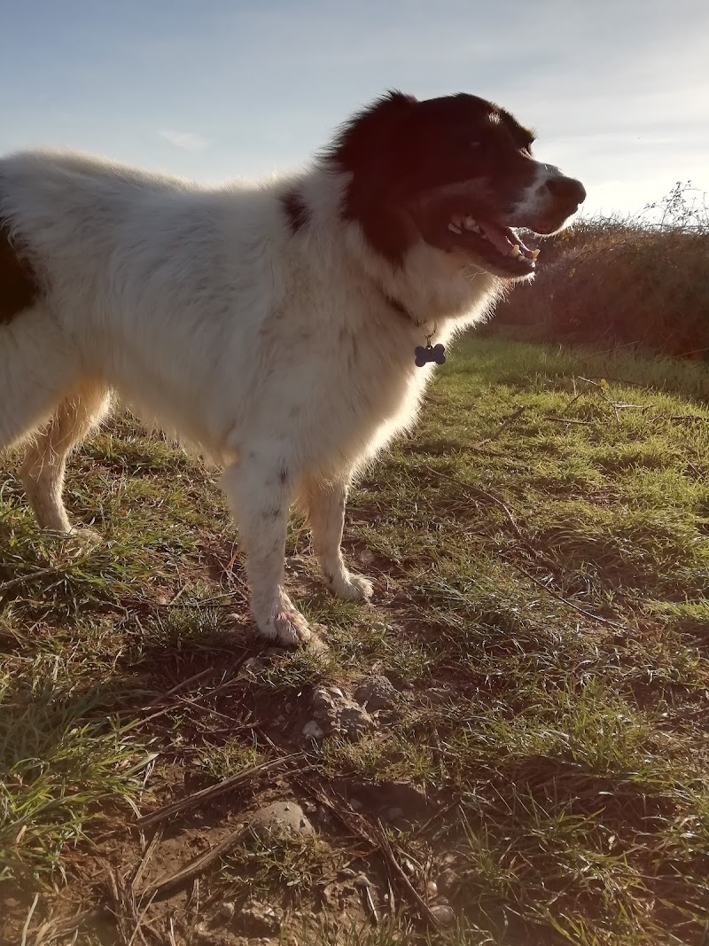 Busy B Petcare - Comprehensive Pet Services in Waterlooville