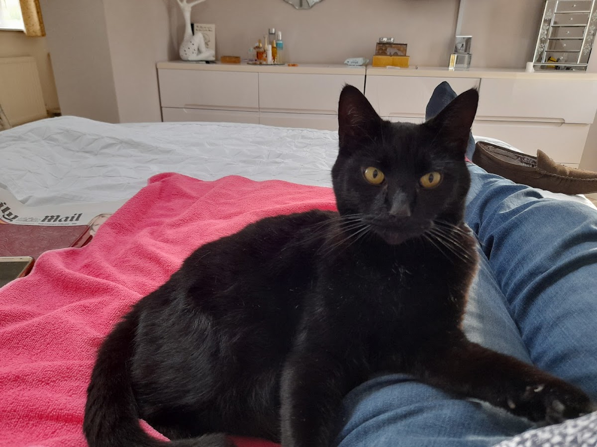 'I've Never Seen My Cat So Happy in a Cattery Before.' Meet Denmead's Cat Whisperer.