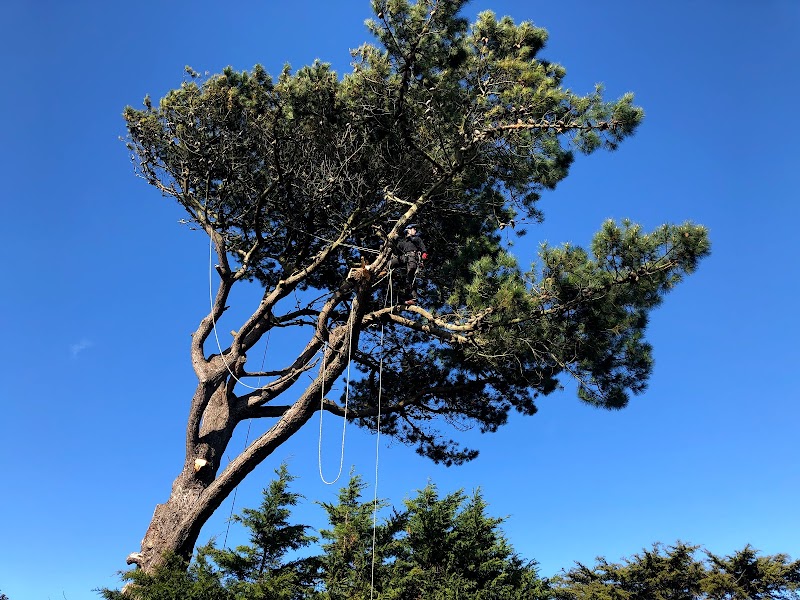 Fellwood Tree Surgeons: Waterlooville's Trusted Arborists