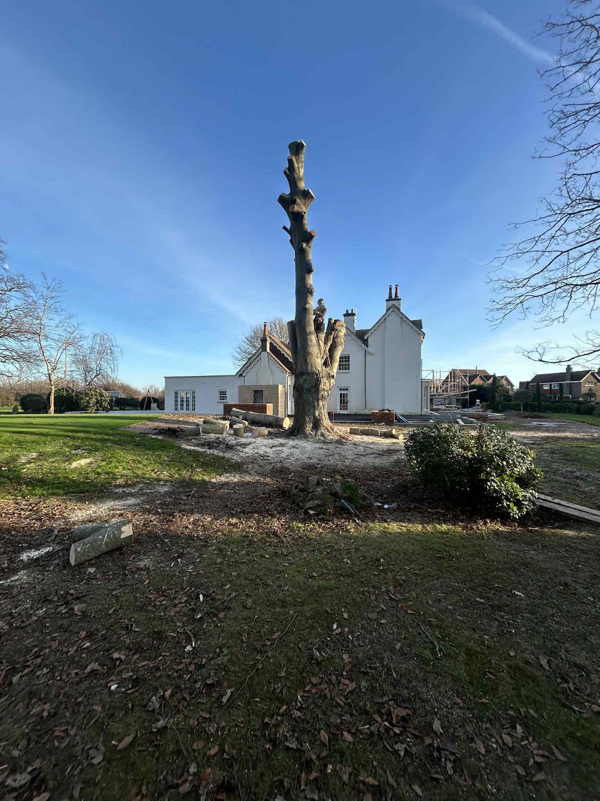 The Tree Surgeons With a Perfect 5-Star Record (And They Do Gardens Too)