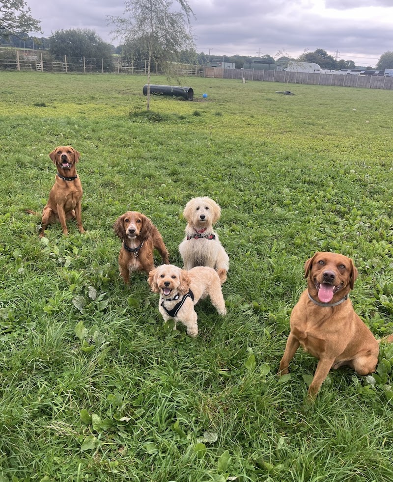 Pack Buddies - Social Dog Walking in Waterlooville
