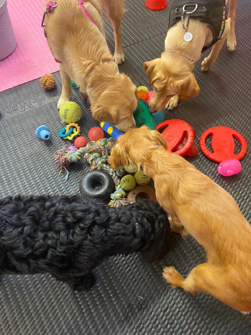 Pet Patrol - Local Pet Care Services in Waterlooville