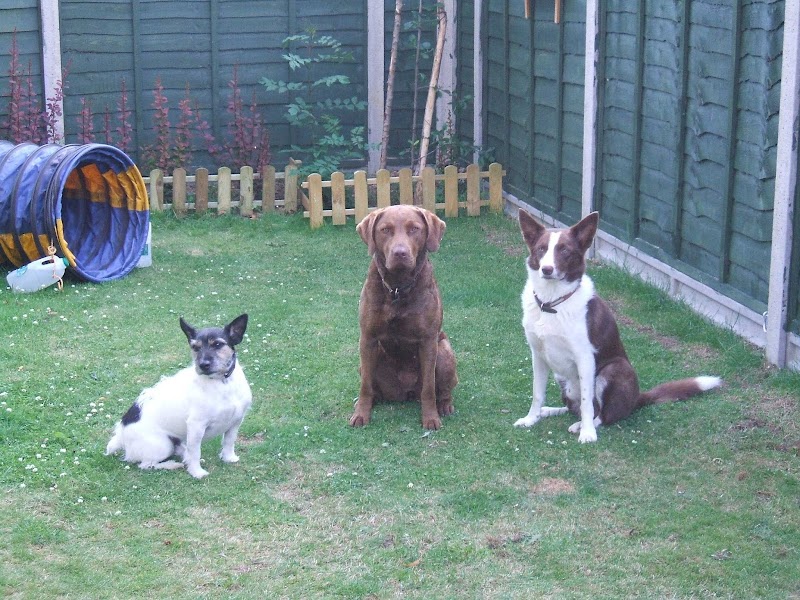 Solent Walks 4 Paws - Coastal Dog Walking Services