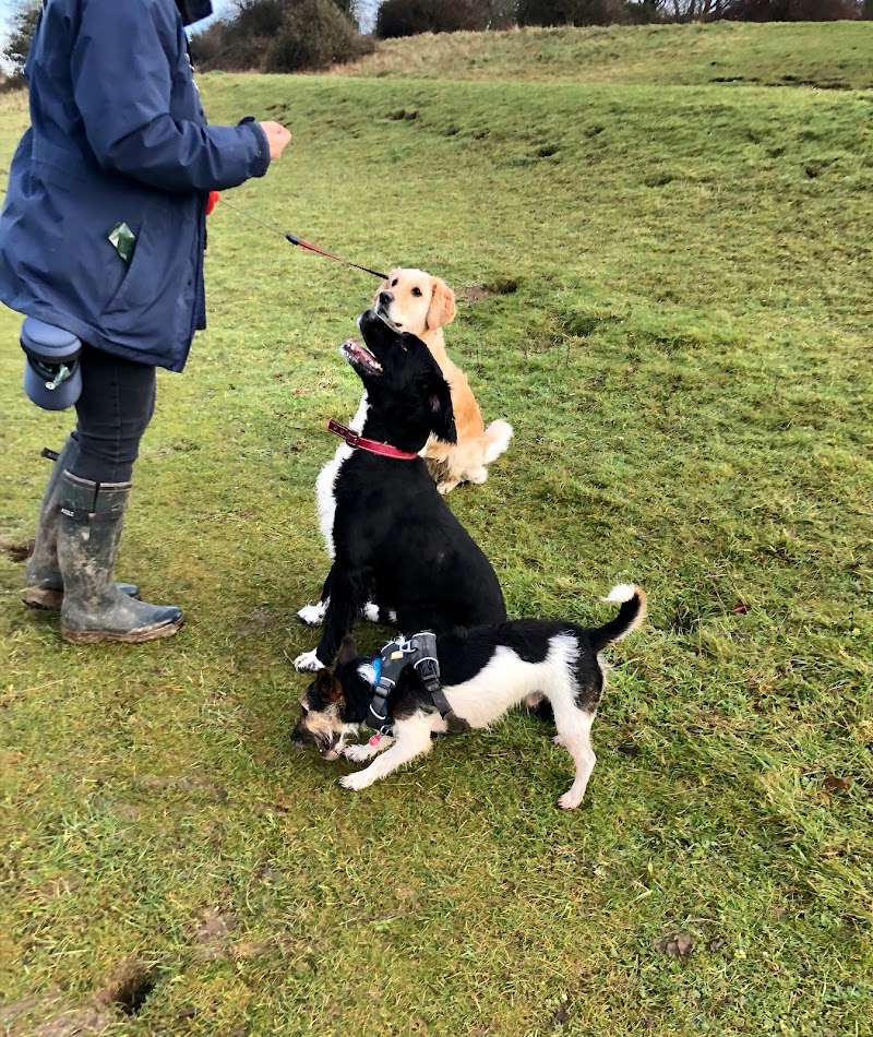 Walkabout Paws - Dog Walking Services in Waterlooville